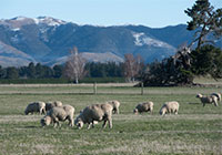 Sheep in a paddock