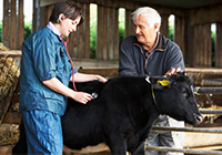 A vet checking a cow on a farm with a stethoscope with help from a farmer