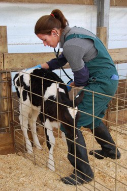 Veterinarian examining a dairy calf