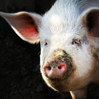 Apocalypse Pig: The Last Antibiotic Begins to Fail – Phenomena: Germination