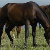 Vets concerned over treating ill horses of unknown Hendra status | The Land