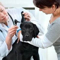 Pets at Home pounces on specialist vet centres (UK)