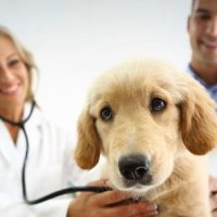 Veterinarians and disruption models | i-Vet IN THE NEWS  