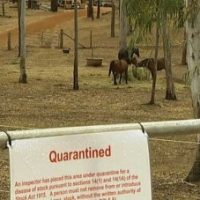 Equestrian Queensland withdraws calls to deregister Hendra virus vaccine – ABC Rural (Australian Broadcasting Corporation)