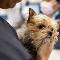 Caring For Sick And Dying Animals Can Cause Compassion Fatigue