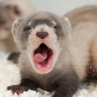 Watch peanut butter drone strikes that could save endangered ferrets – The Washington Post