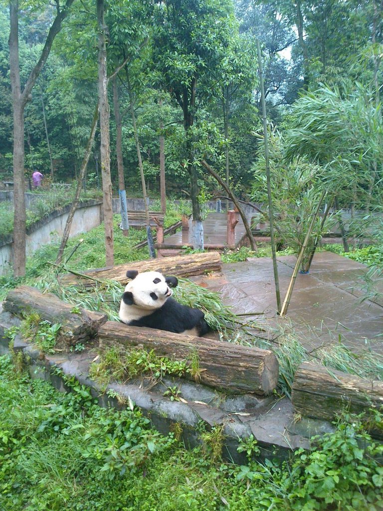 This image has an empty alt attribute; its file name is panda-3-768x1024.jpg