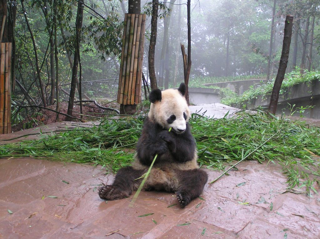 This image has an empty alt attribute; its file name is panda-4-1024x766.jpg