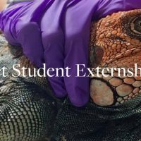 Vet Student Externship – Wild Sun Externship